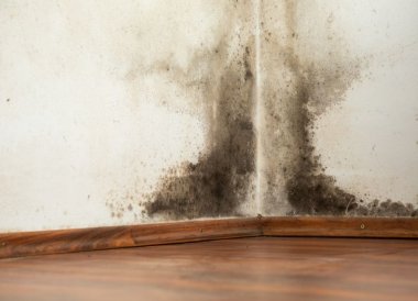 Are black mould and damp bad for your health?