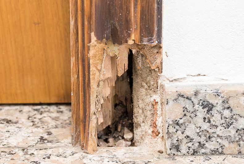 Are Woodworms More Likely to Infest Rotting Timber?
