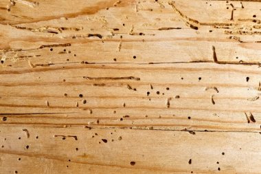 Can Woodworms Be Dangerous to Your Health?